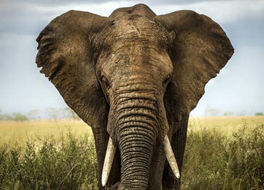 40,000 Elephants
