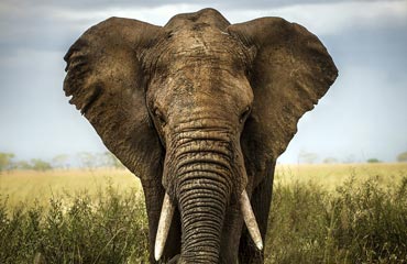 40,000 Elephants